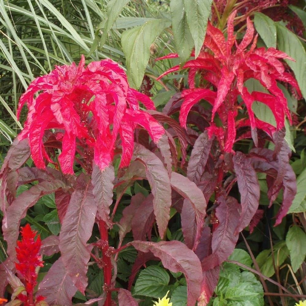 Molten Fire Amaranth Seeds (Amaranthus Bicolor) - Pack of 30 Seeds for Planting - Fast-Growing Colorful Ornamental Plant for Gardens, Landscaping & Container Gardening