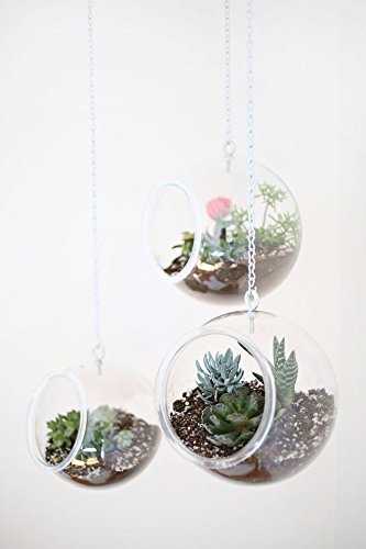 2 Pack Clear Plastic Terrarium Globes - Shatter-Proof DIY Plant Terrarium Kit for Home Decor, Mini Garden & Succulent Display - Perfect for Indoor Plants, Fairy Gardens, and Office Desk Decorations