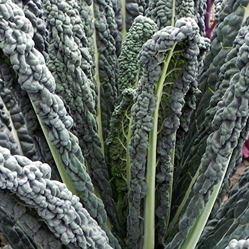 Organic Black Magic Kale Seeds - Non-GMO Heirloom Variety (25+ Seeds) for Home Vegetable Gardening, Indoor Hydroponics & Healthy Smoothies | Seed King Express