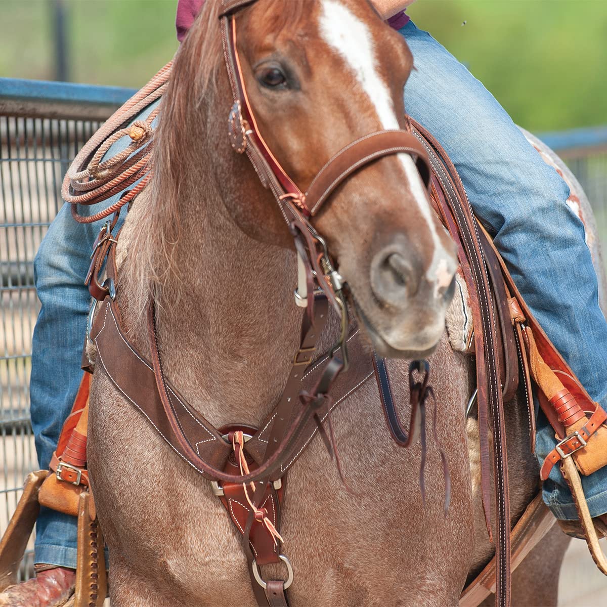 Martin Saddlery 2 3/4