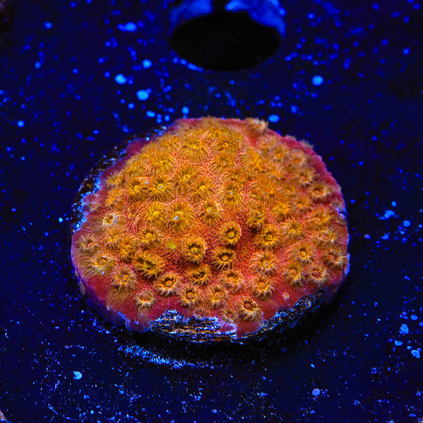 24K Gold Cyphastrea Coral for Saltwater Aquariums - Vibrant Live Coral for Reef Tanks & Marine Aquascaping