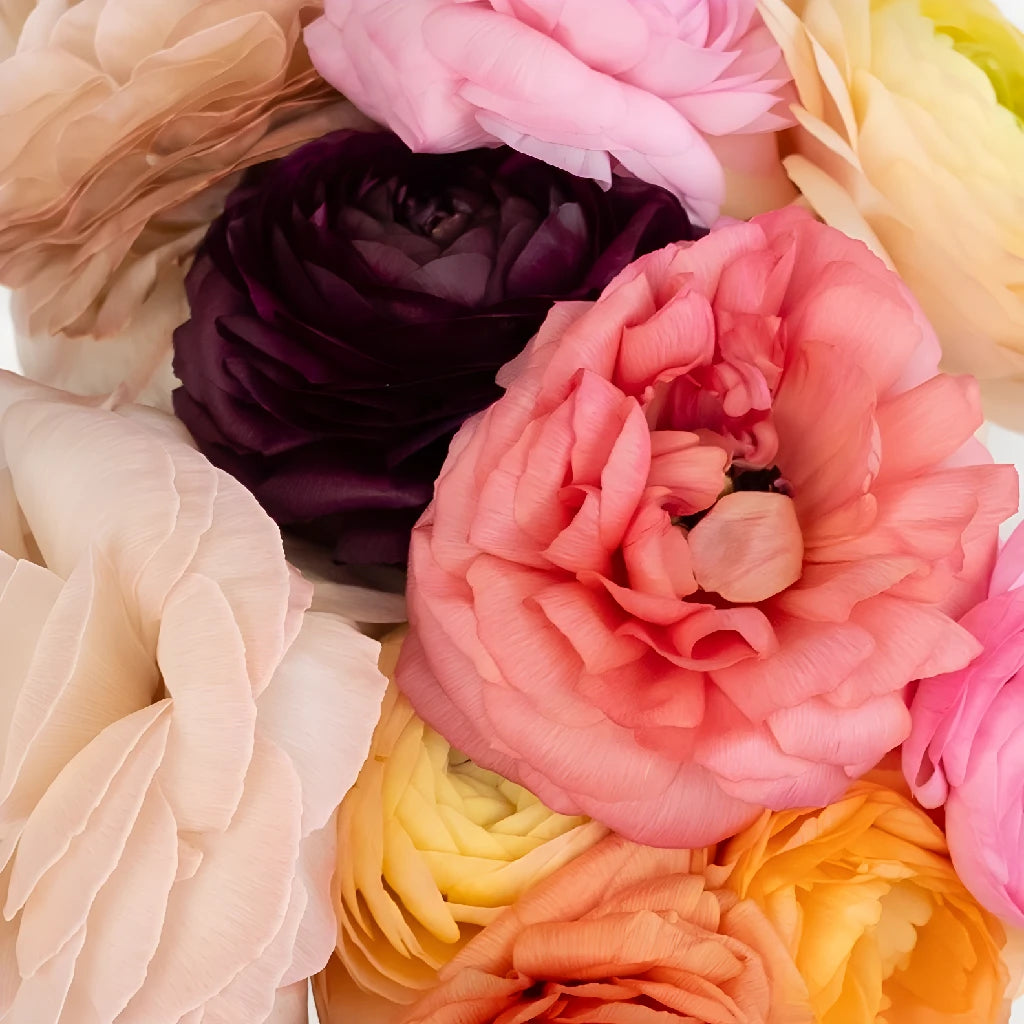 Assorted Color Ranunculus Fresh Cut Flowers - Perfect for Weddings, Home Decor & Floral Arrangements