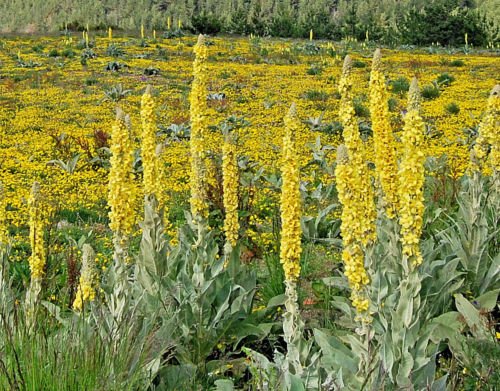 Organic Mullein Seeds (1054 Count) - Woolly Mullein, Great Mullein, Verbascum Thapsus - Non-GMO Heirloom Herb Seeds for Planting (6-10 ft Tall Yellow Flowers) - Perfect for Medicinal Tea, Pollinator Gardens & Natural Remedies