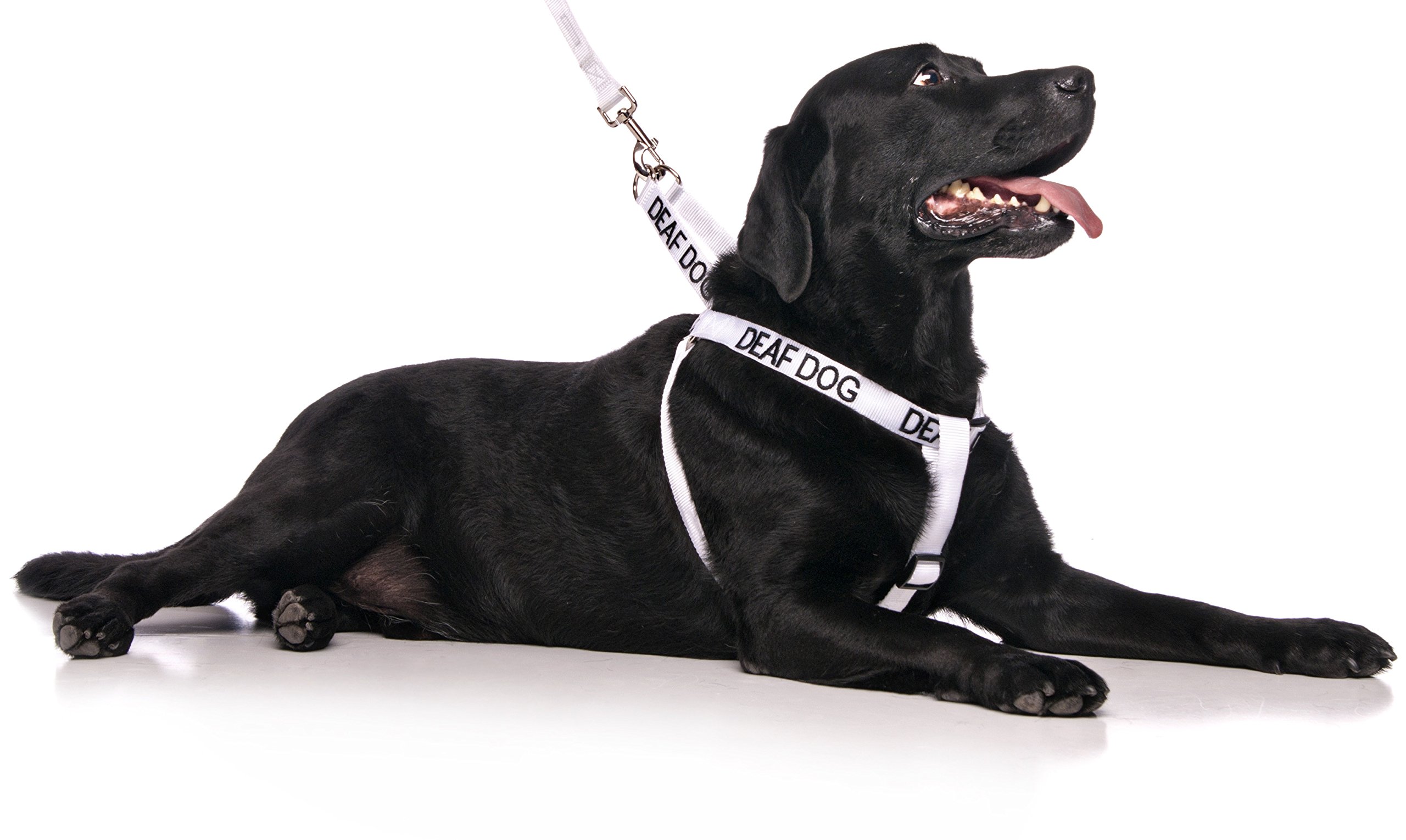 White Color-Coded Deaf Dog Harness L-XL - Non-Pull Safety Vest for Hearing Impaired Dogs | Prevent Accidents & Alert Others | Perfect for Walks, Parks & Public Spaces