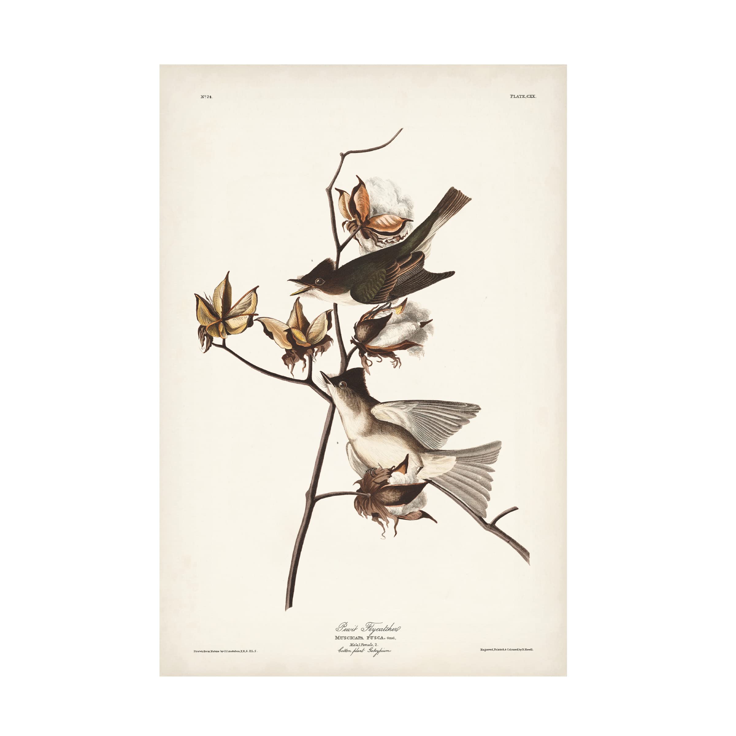 John James Audubon 'Pewit Flycatcher' Canvas Art Print - 16x24 Inch Wildlife Bird Painting - Premium Trademark Fine Art for Home & Office Decor