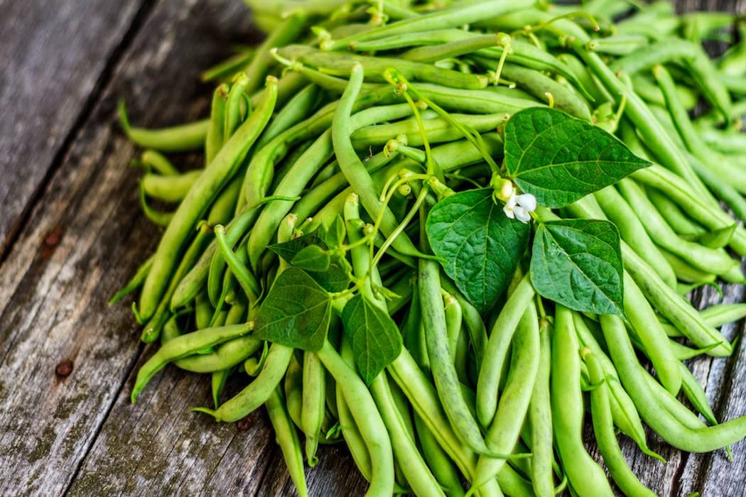 Kentucky Wonder Pole Bean Seeds for Planting - 25+ Heirloom, Non-GMO Brown Beans (Phaseolus vulgaris) by Isla's Garden Seeds | Perfect for Home Gardening, Vertical Trellis & Organic Vegetable Gardens