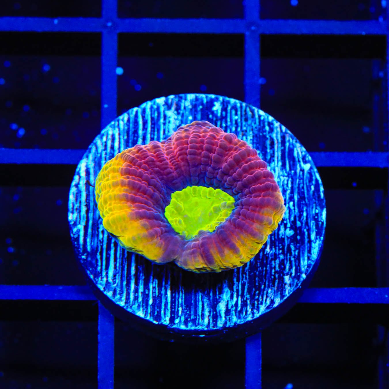 Dragon Soul Favia Coral - Premium Saltwater Aquarium Coral for Reef Tanks | Perfect for Marine Aquascaping and Coral Propagation