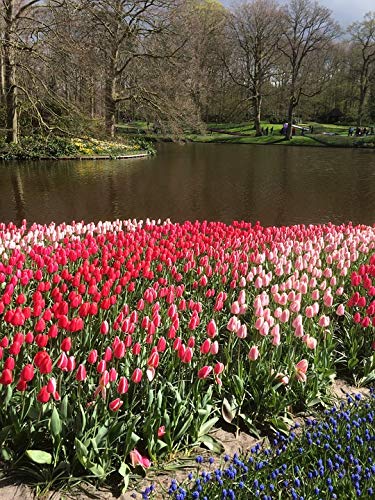 20x30 Inch Laminated Floral Poster - Vibrant Red Tulips Keukenhof Bloom for Home Decor | Wall Art for Living Room, Bedroom & Office
