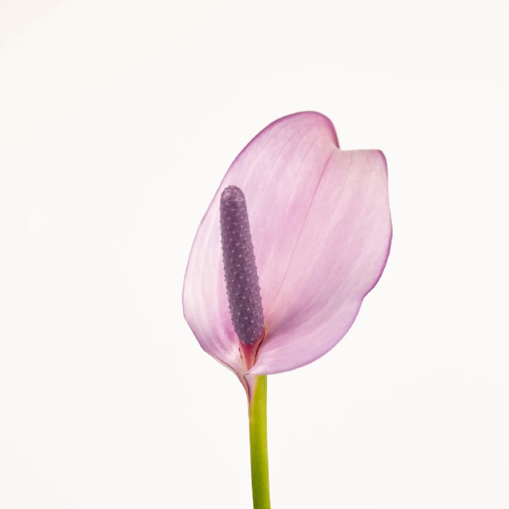 Anthurium Lavender Lady Tropical Flower - Exotic Live Houseplant for Home Decor, Office & Gift Giving