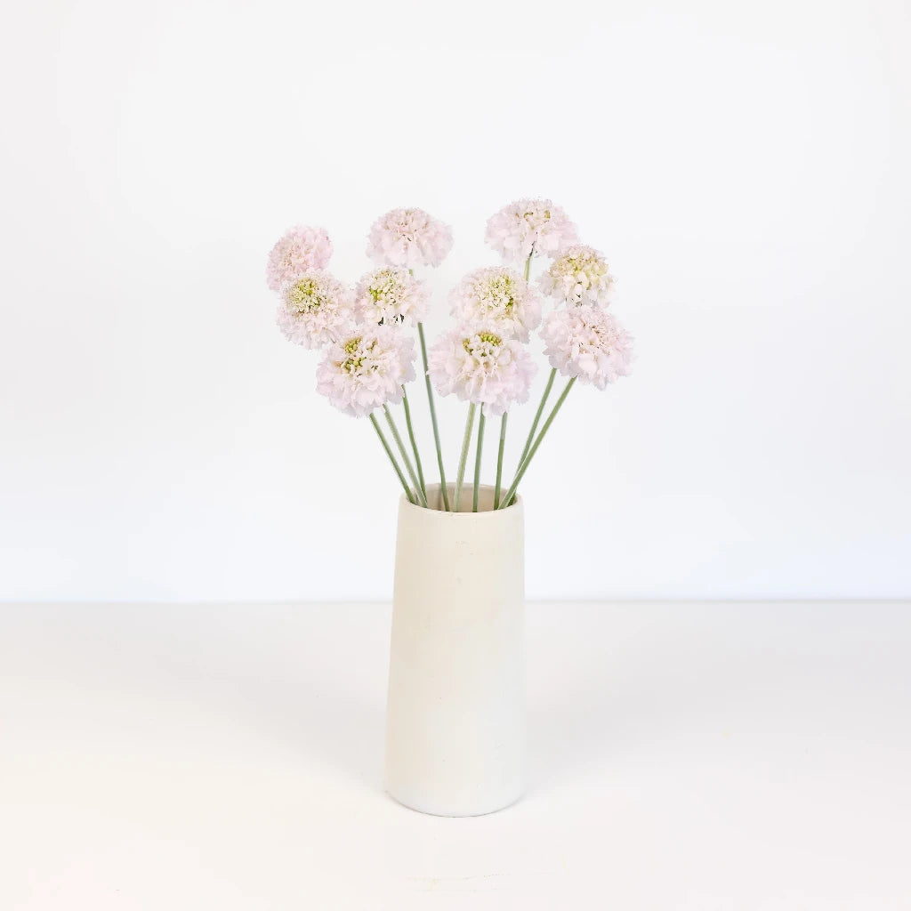 Blush Scabiosa Flower - Beautiful Cut Flowers for Wedding Bouquets, Home Decor & Floral Arrangements