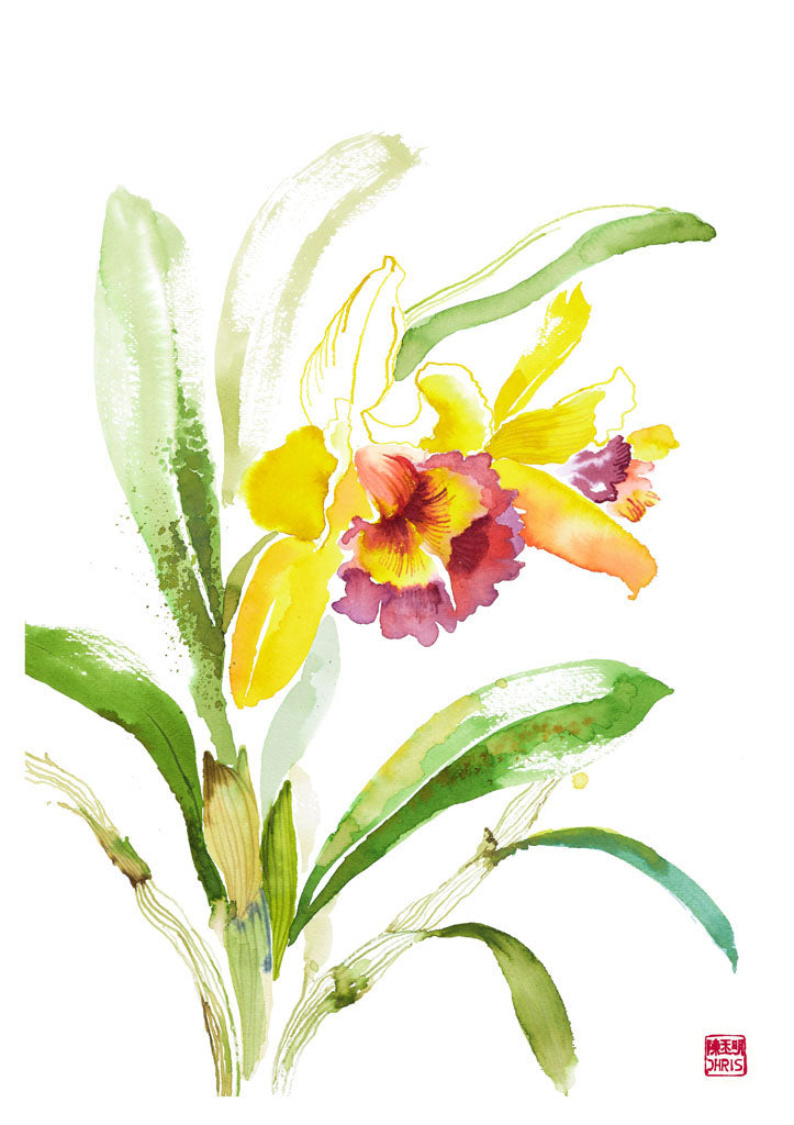 Rhyncholaelio Cattleya Orchid - Exotic Live Flowering Plant for Home & Garden Decor | Perfect for Indoor Houseplants, Wedding Centerpieces, and Office Greenery