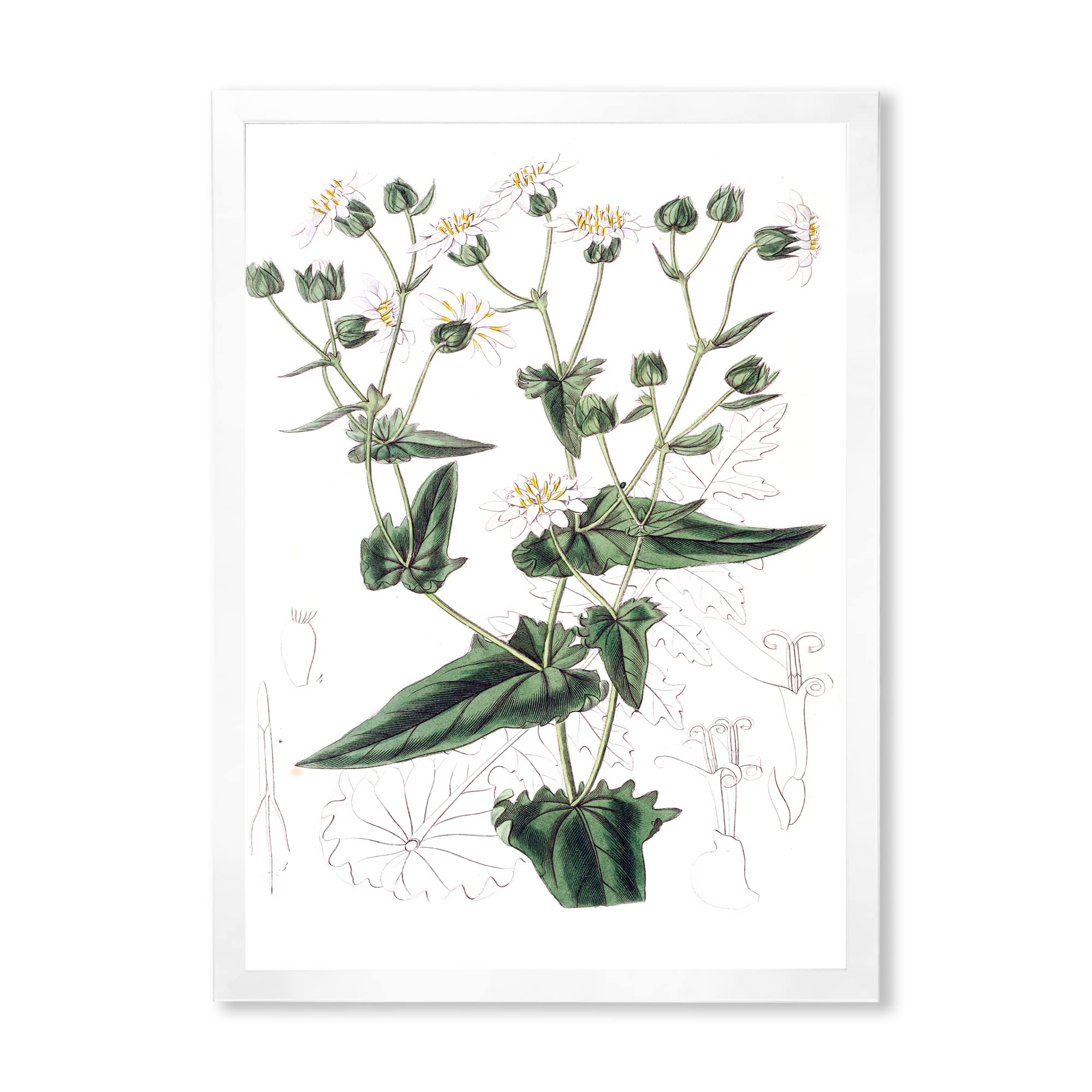 Vintage Plant Life XXII Traditional Framed Wall Art - Botanical Home Decor for Living Room, Bedroom & Office - Perfect Gift for Nature Lovers