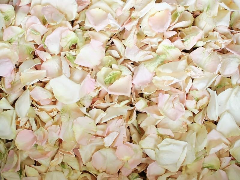 Ivory & Blush