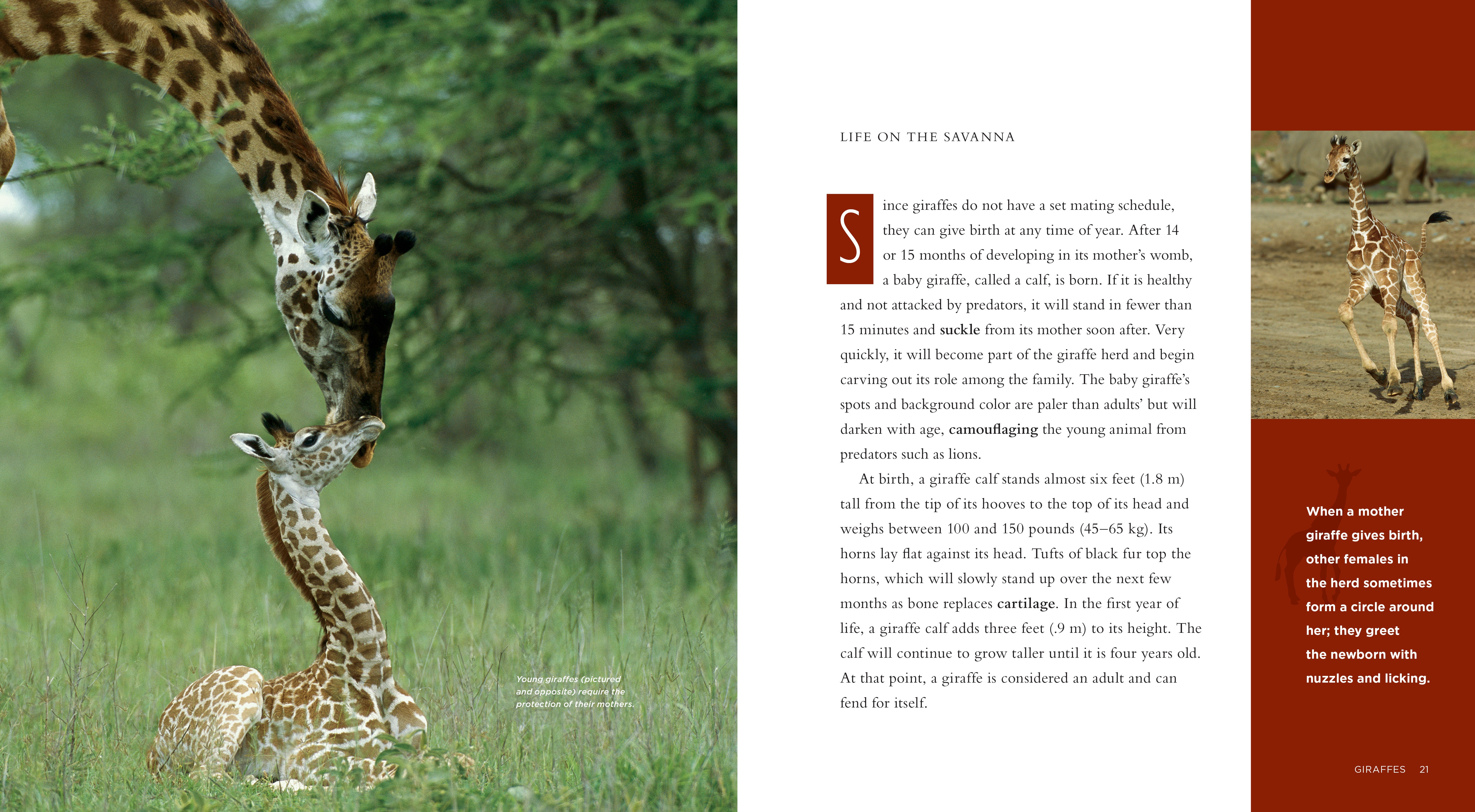 Giraffes Book - ISBN 9781583416549 - Educational Wildlife Reading for Kids & Animal Lovers