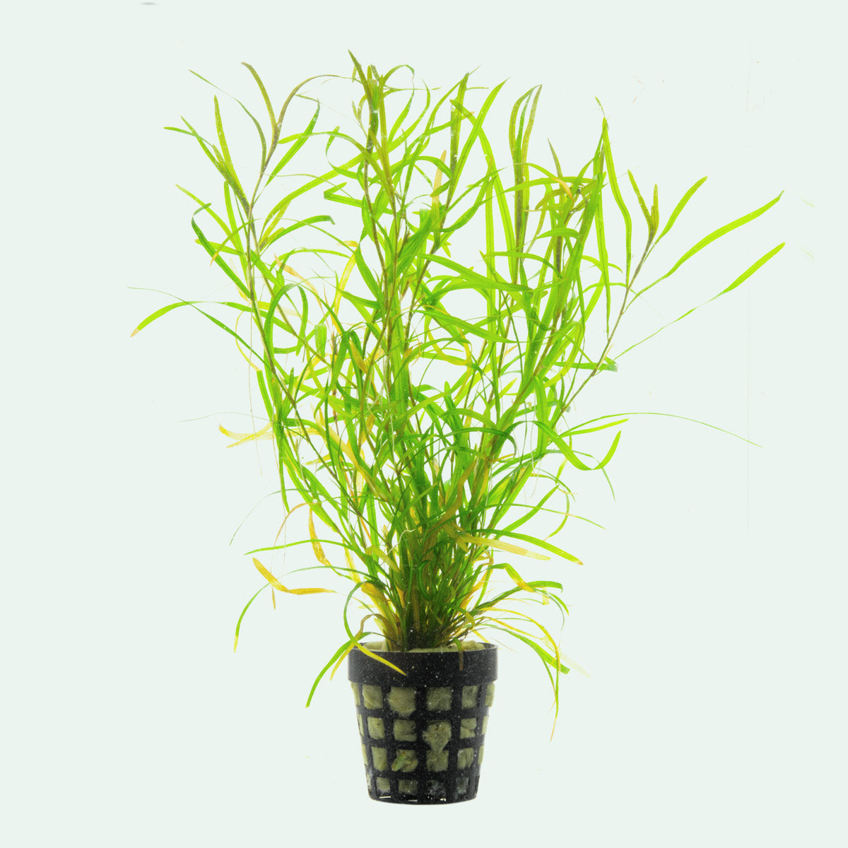 Potamogeton Gayi Aquatic Plant - Live Freshwater Pond Plant for Aquariums & Water Gardens | Perfect for Fish Tanks, Ponds & Aquatic Ecosystems