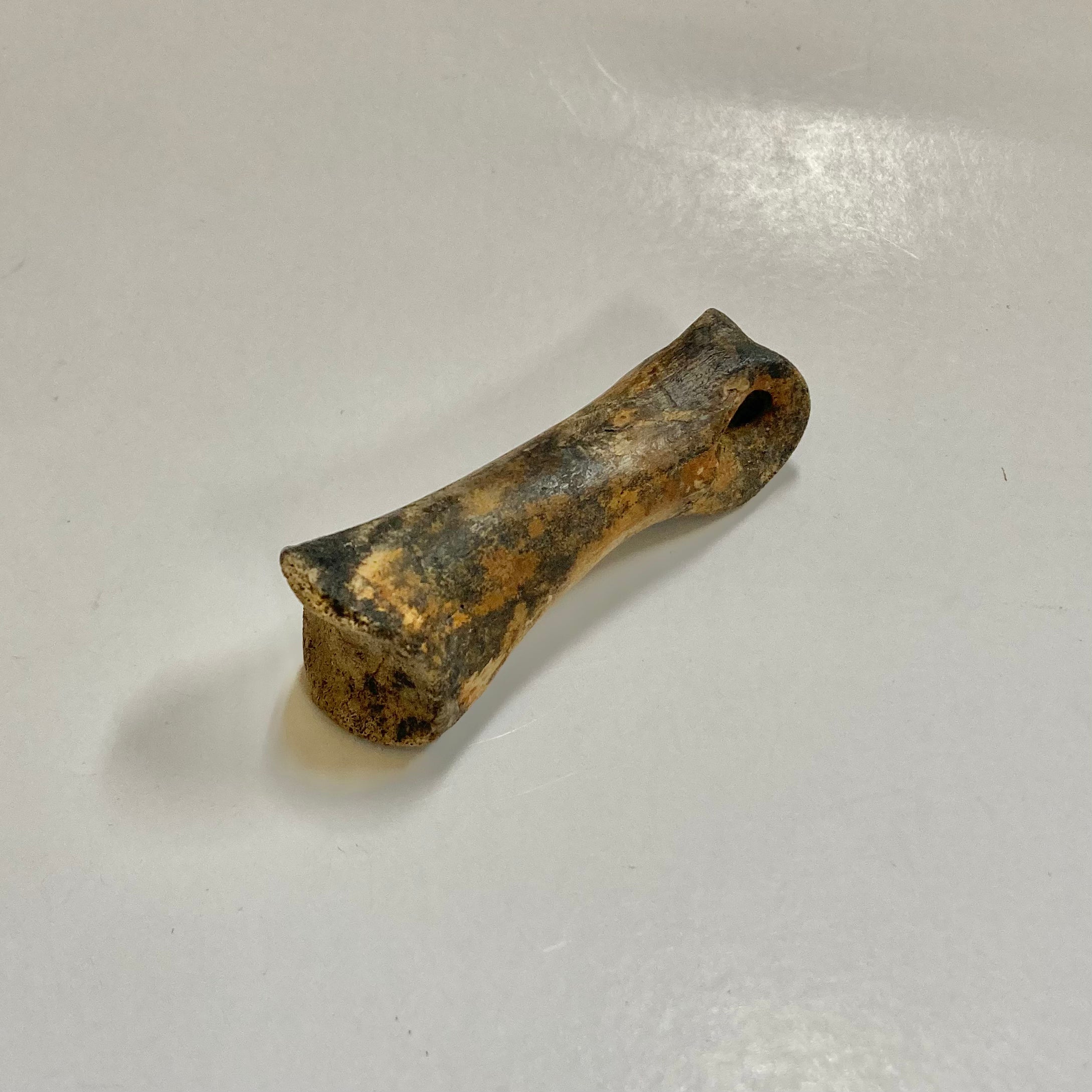 **Struthiomimus Dinosaur Metatarsal Toe Bone Fossil - Authentic Prehistoric Relic for Collectors, Museums & Educational Displays**