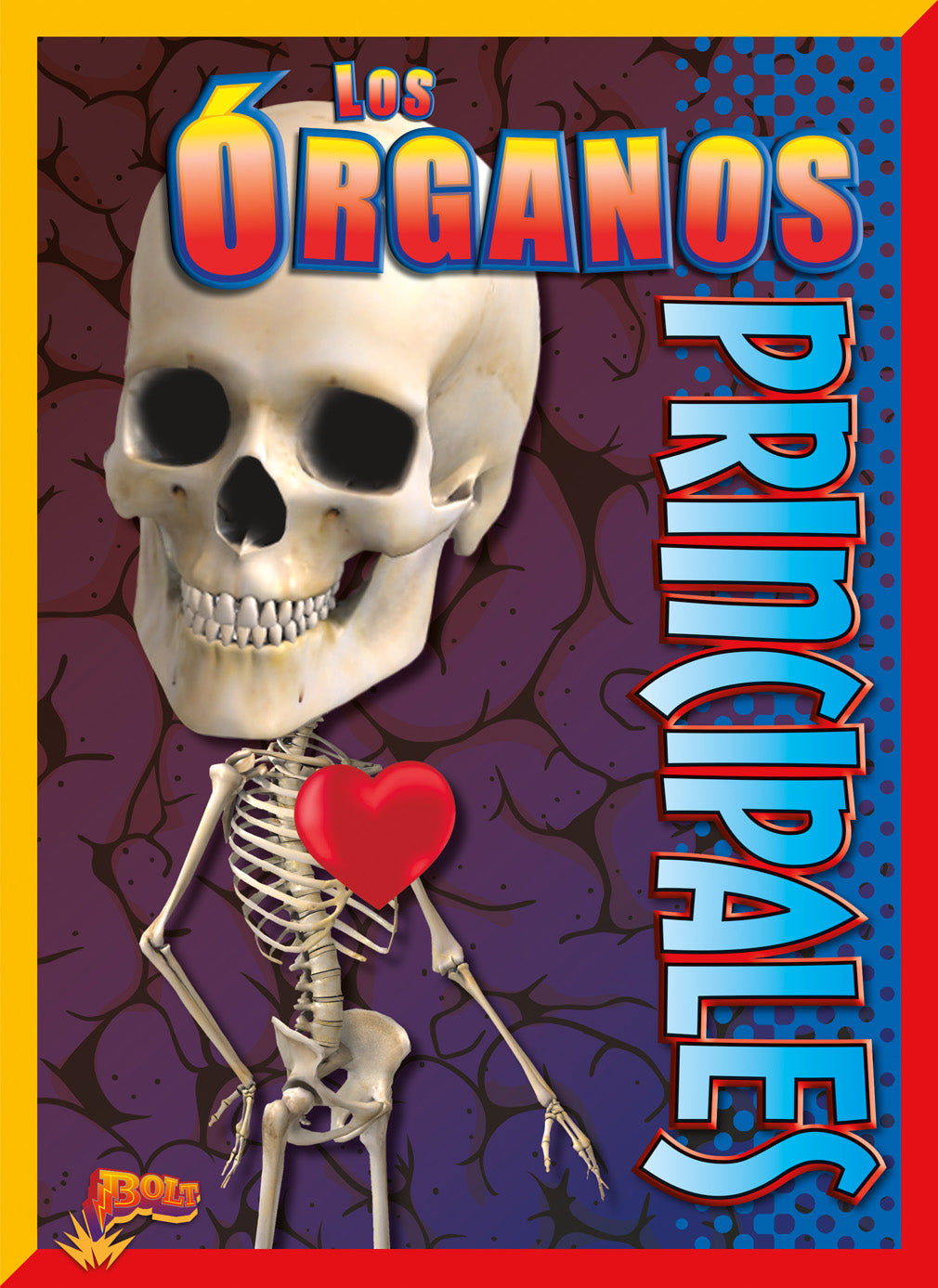 Main Organs - Human Body Anatomy Educational Model for Biology Class & Medical Study - Perfect for Students, Teachers, and Healthcare Professionals