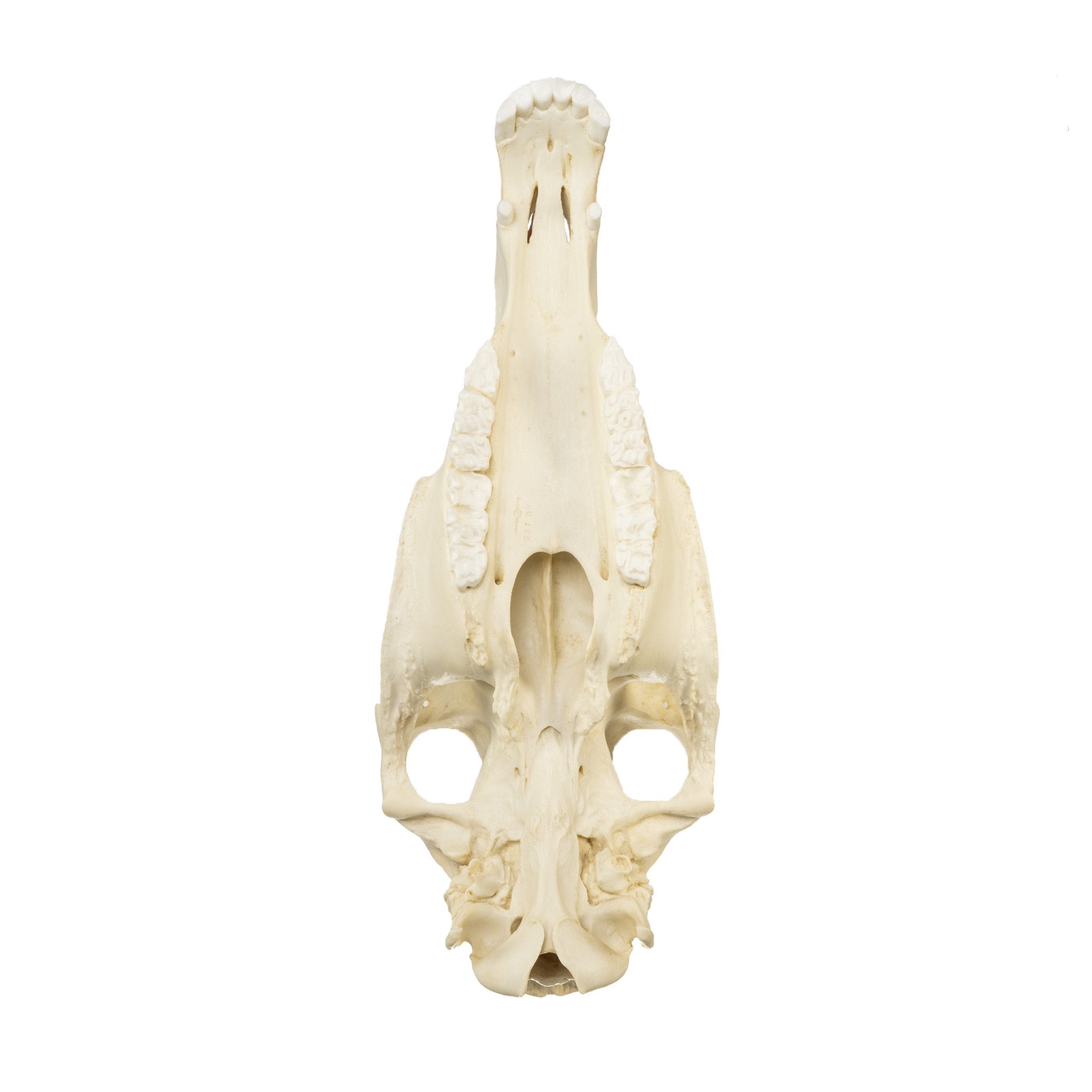 Authentic Replica Horse Skull - Lifelike Animal Skull Decor for Home, Office, or Halloween Display