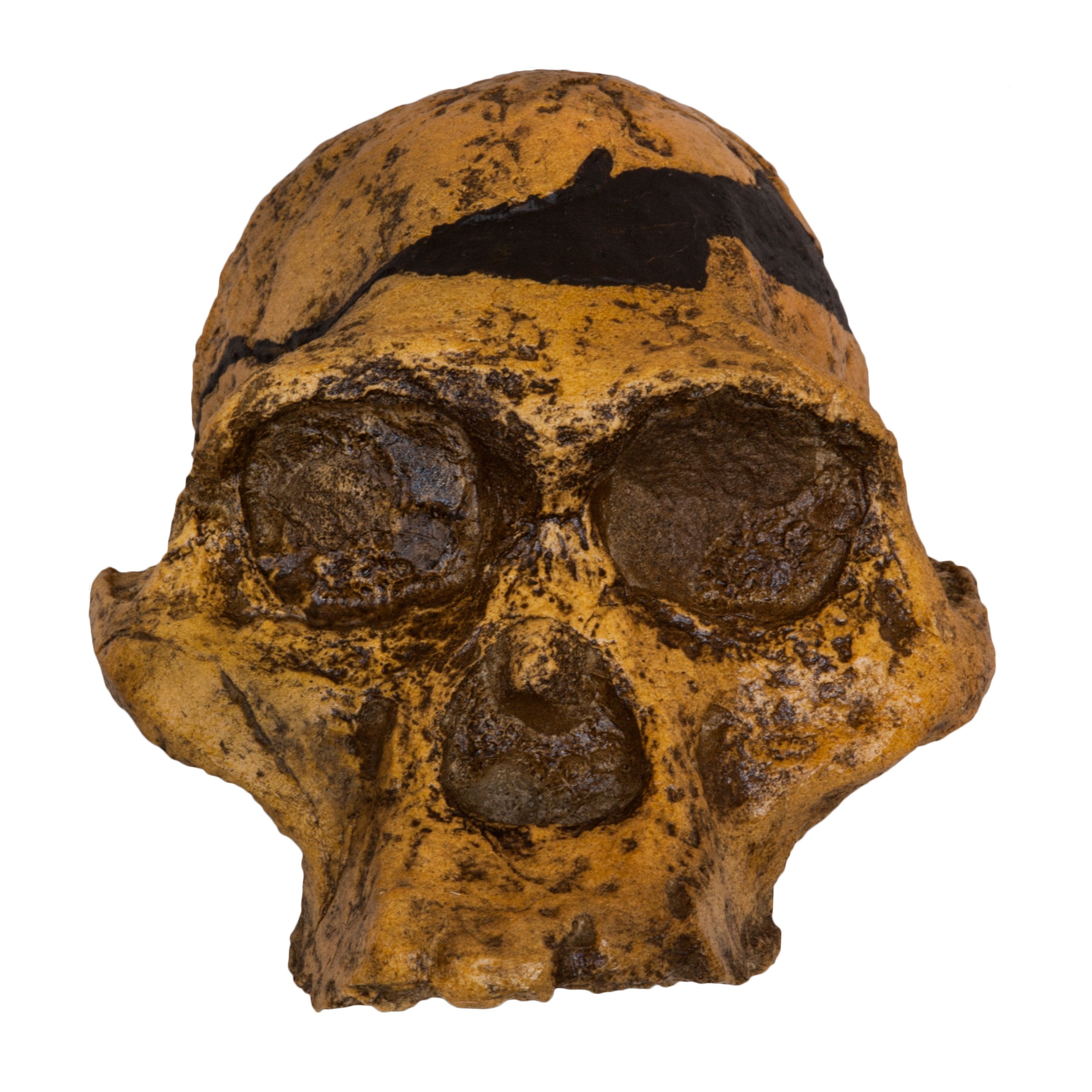 Authentic Replica Mrs. Ples STS 5 Skull - Fossil Hominid Skull Model for Anthropology Study & Science Education Display