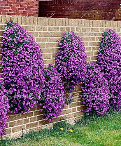 **Rainbow Creeping Thyme & Blue Rock Cress Plants - Perennial Ground Cover Flowers for Home Garden (200 Pcs, Mixed Colors) - Perfect for Rock Gardens, Borders & Landscaping**