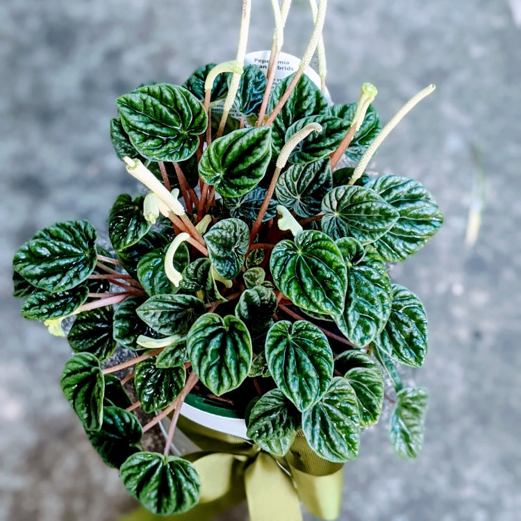 Peperomia Incan Hybrid Houseplant in White Ceramic Pot - Perfect for Home Office Decor, Indoor Greenery & Gift Giving