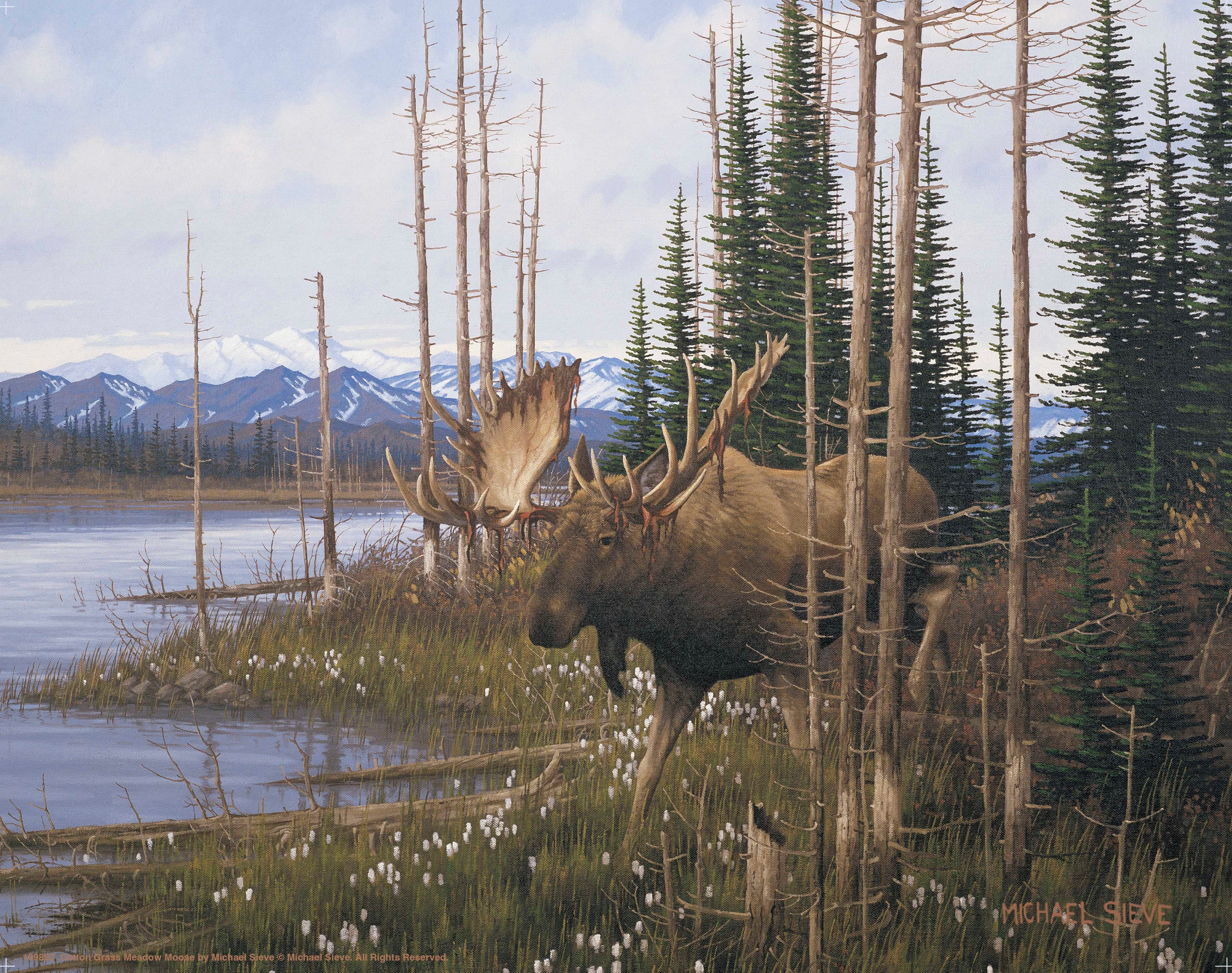Premium Cotton Grass Meadow Moose Wall Art Print - Nature Wildlife Decor for Living Room, Bedroom & Office