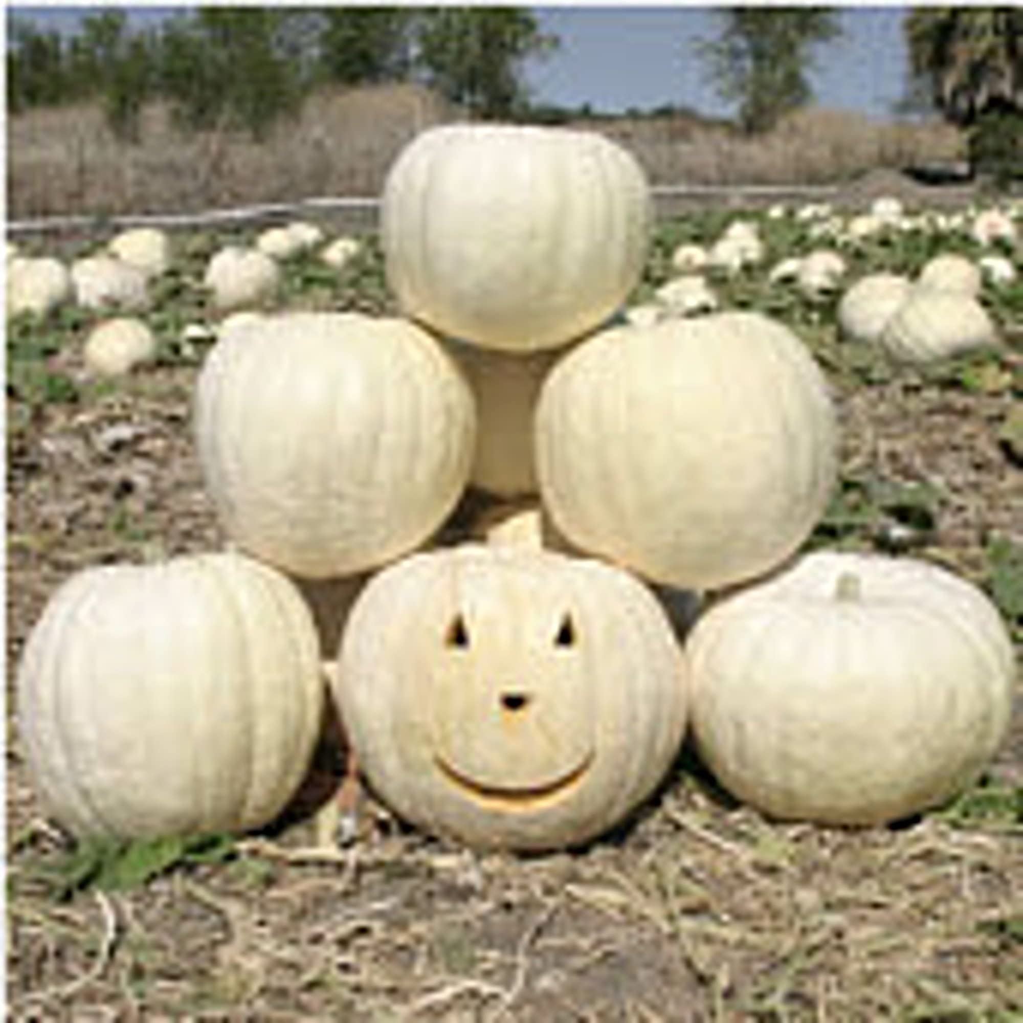 Organic Full Moon Pumpkin Seeds (20+ Seeds) | Non-GMO, Heirloom Vegetable Seeds for Planting | Home Garden, Greenhouse, Backyard Farming | Perfect for Fall Decorations, Halloween Pumpkins, and Fresh Pumpkin Recipes