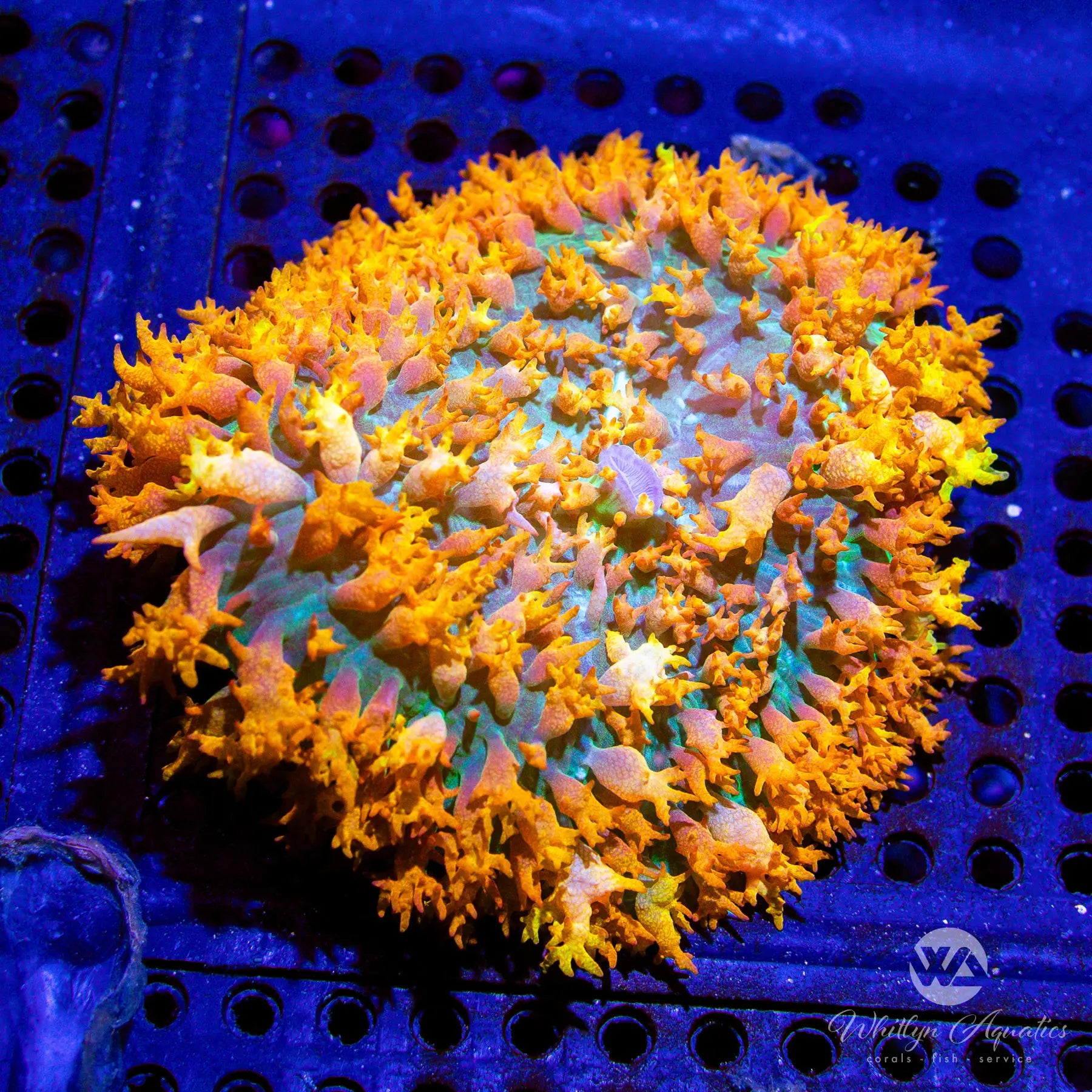 D55 Flamethrower St. Thomas Mushroom Coral - Premium WYSIWYG Live Coral for Saltwater Aquariums | Perfect for Reef Tanks & Marine Aquascaping