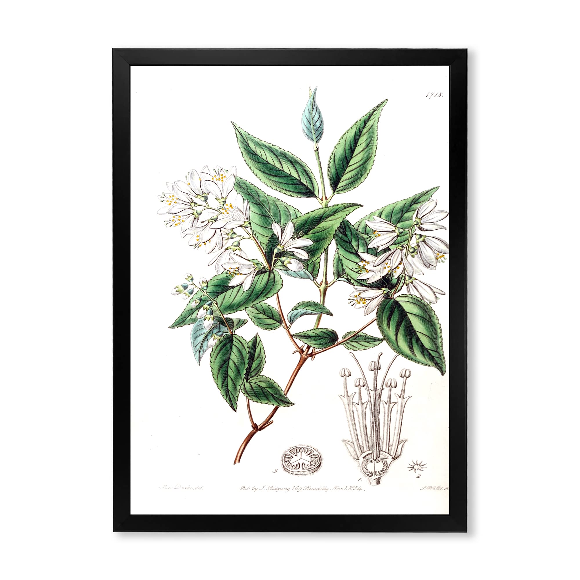 Vintage Botanicals & Traditional Framed Wall Art - Classic Floral Home Decor for Living Room, Bedroom & Office | Ready to Hang Canvas Prints