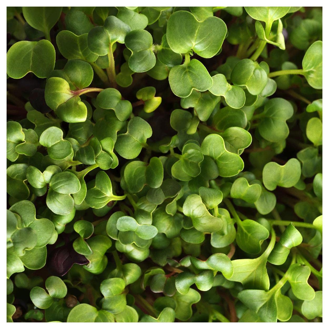 500 Triton Purple Sprouting Radish Seeds - Non-GMO Heirloom Vegetable Seeds for Home Gardening - Perfect for Salads, Stir-fries and Organic Farming | Everwilde Farms Gold Vault Jumbo Seed Packet