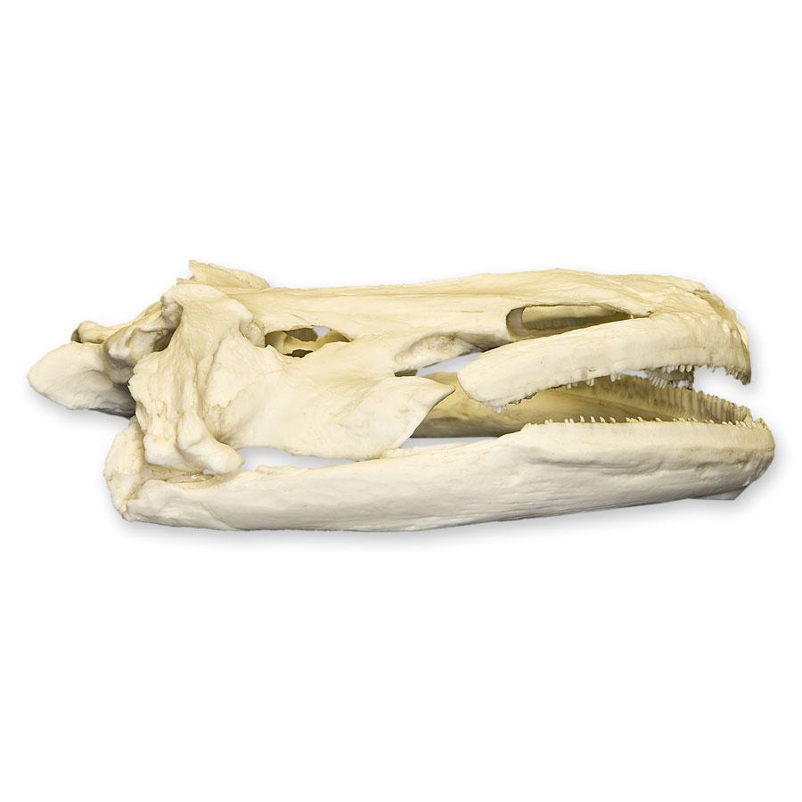 Authentic Replica Giant Salamander Skull - Lifelike 3D Printed Animal Skull Model for Science Education, Home Decor & Halloween Props