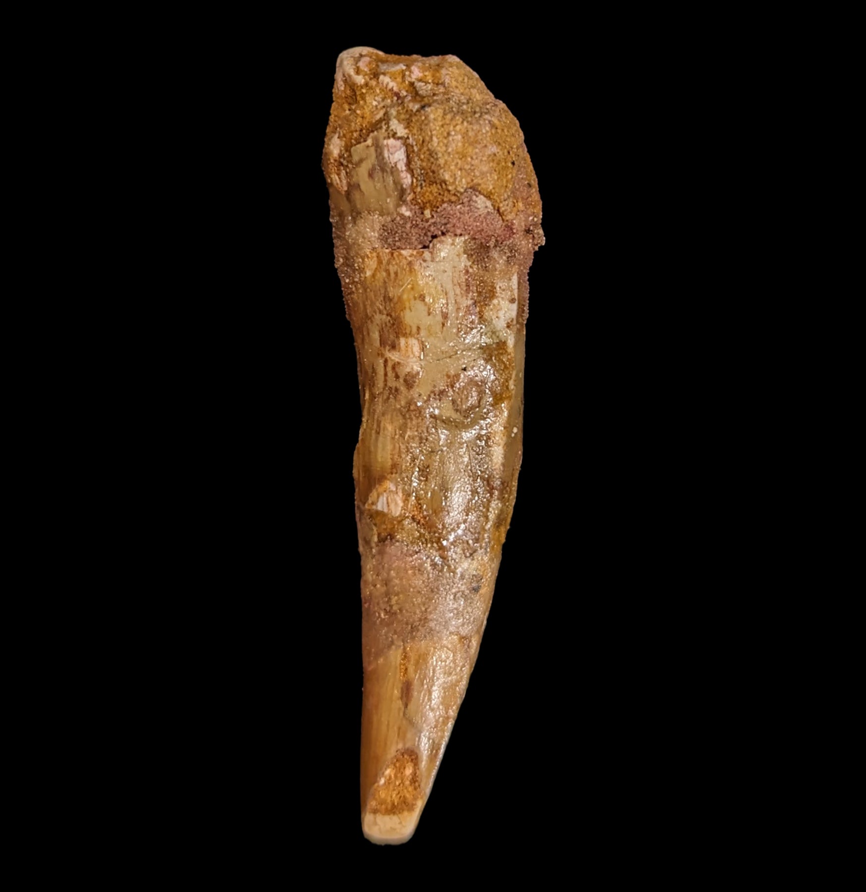 Authentic Spinosaurus Dinosaur Tooth Fossil - Real Prehistoric Dinosaur Tooth for Collectors, Paleontology Enthusiasts & Home Decor | Perfect for Science Displays, Educational Projects & Unique Gifts