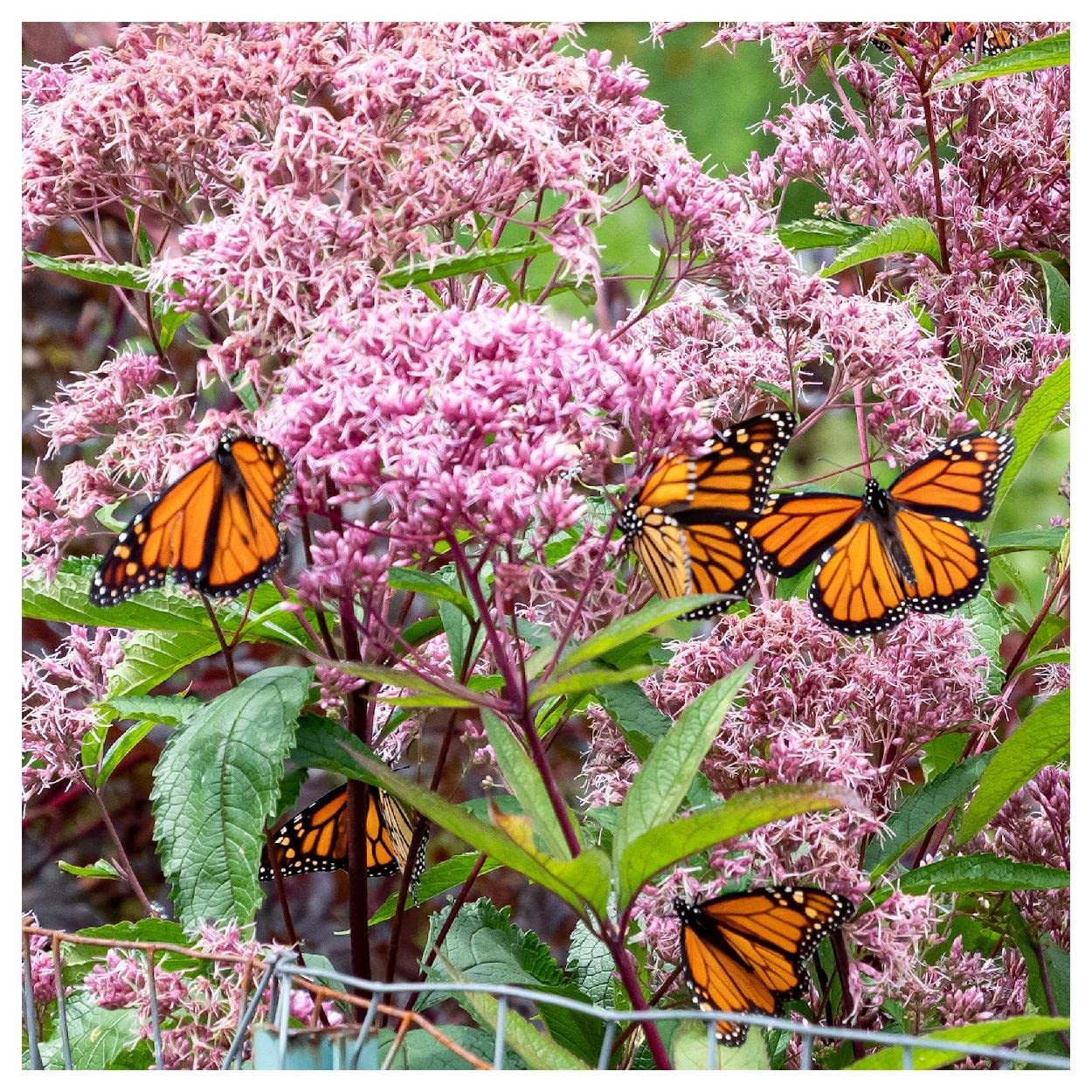 Everwilde Farms - 2000 Joe Pye Weed Native Wildflower Seeds - Gold Vault Jumbo Seed Packet for Pollinator Gardens & Natural Landscaping