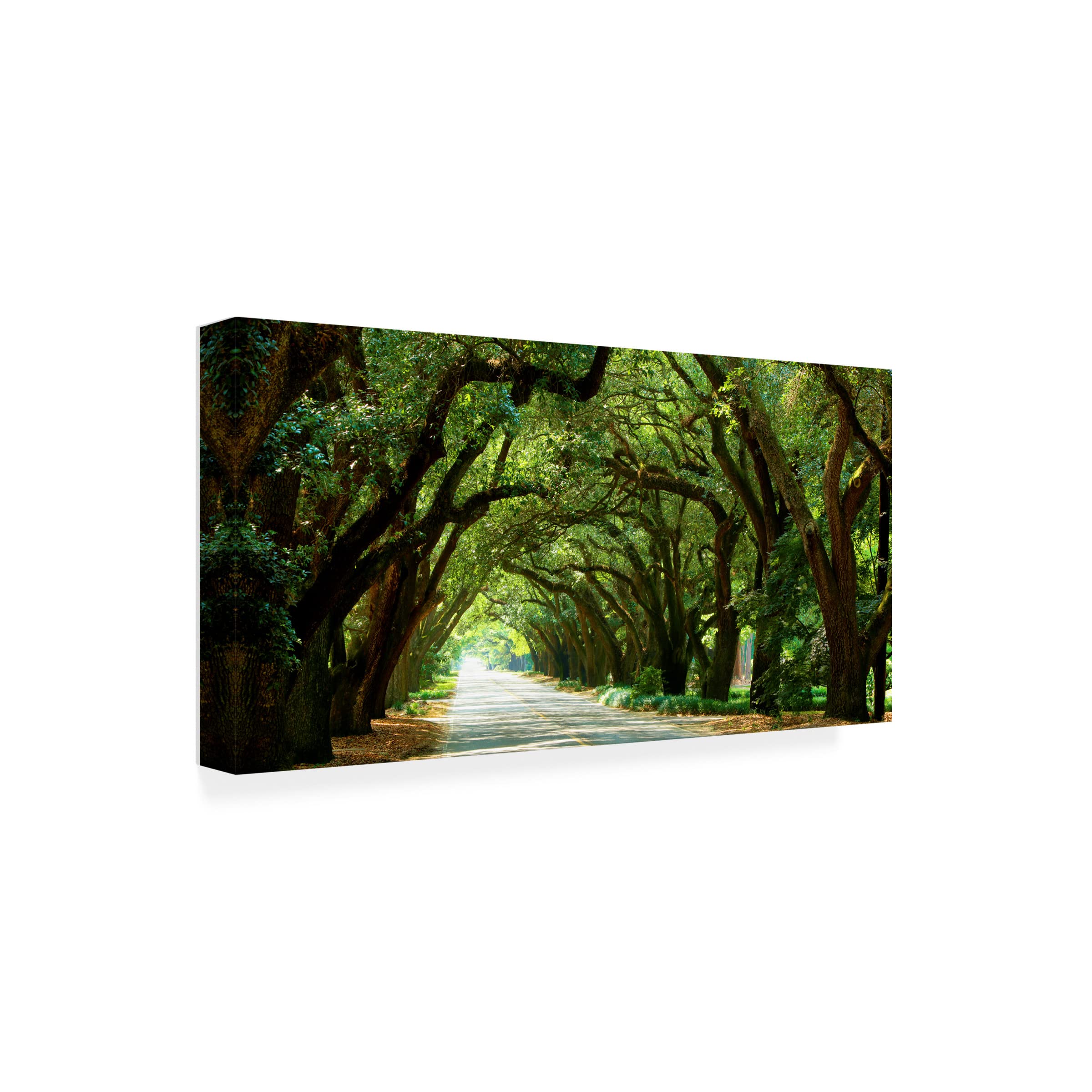 James McLoughlin 'Canopy Road Panorama I' 12x24 Canvas Wall Art Print - Landscape Nature Painting for Living Room, Bedroom & Office Decor