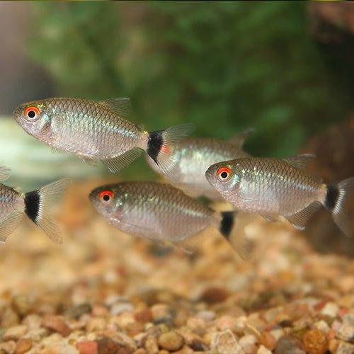 Red Eye Tetra Fish - Live Tropical Freshwater Aquarium Fish for Home & Office Tanks | Perfect for Community Aquariums & Fish Tanks
