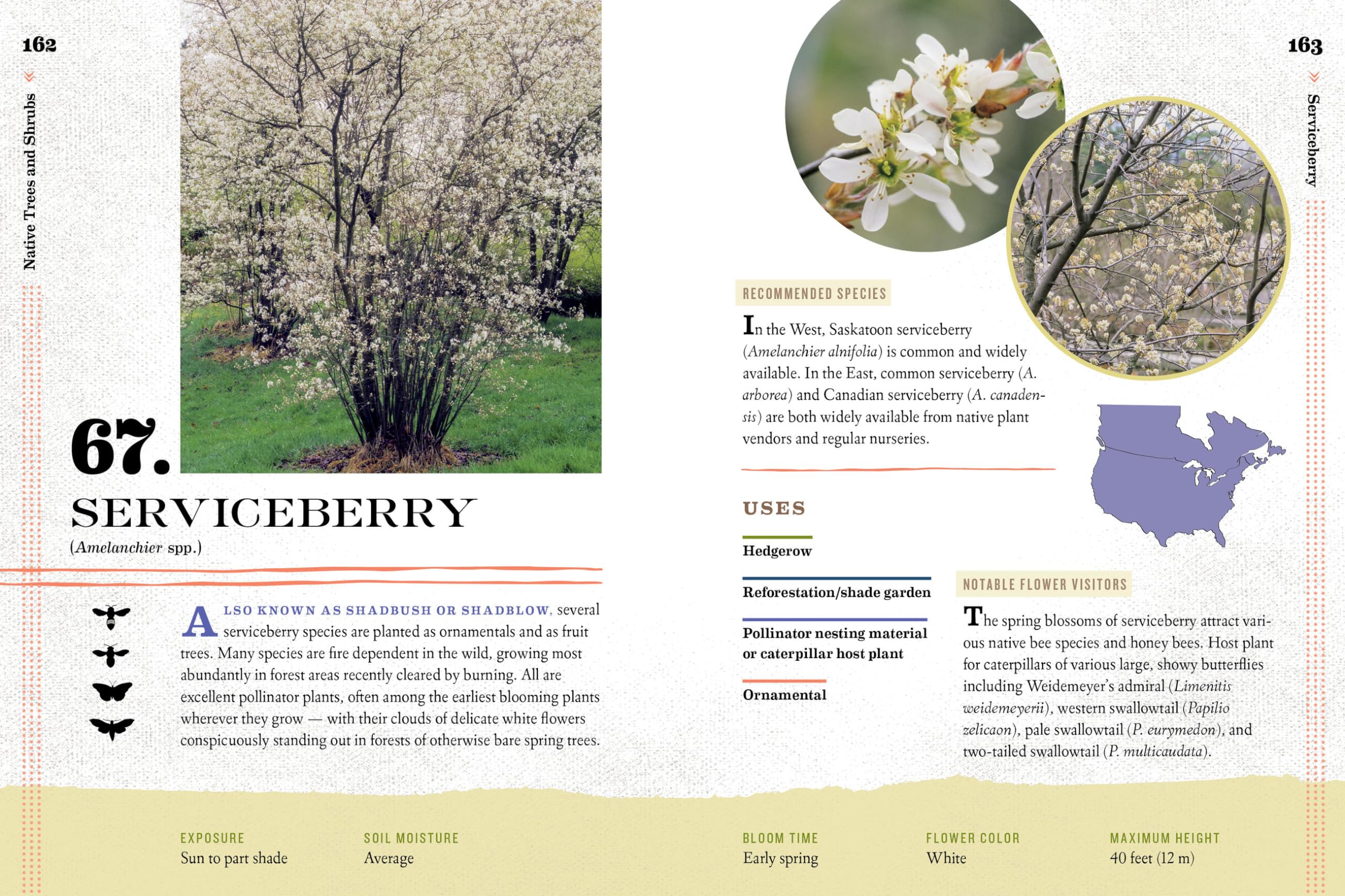 100 Plants to Feed the Bees: The Ultimate Guide to Creating a Pollinator-Friendly Garden for a Thriving Ecosystem | Perfect for Backyards, Urban Gardens & Sustainable Landscaping