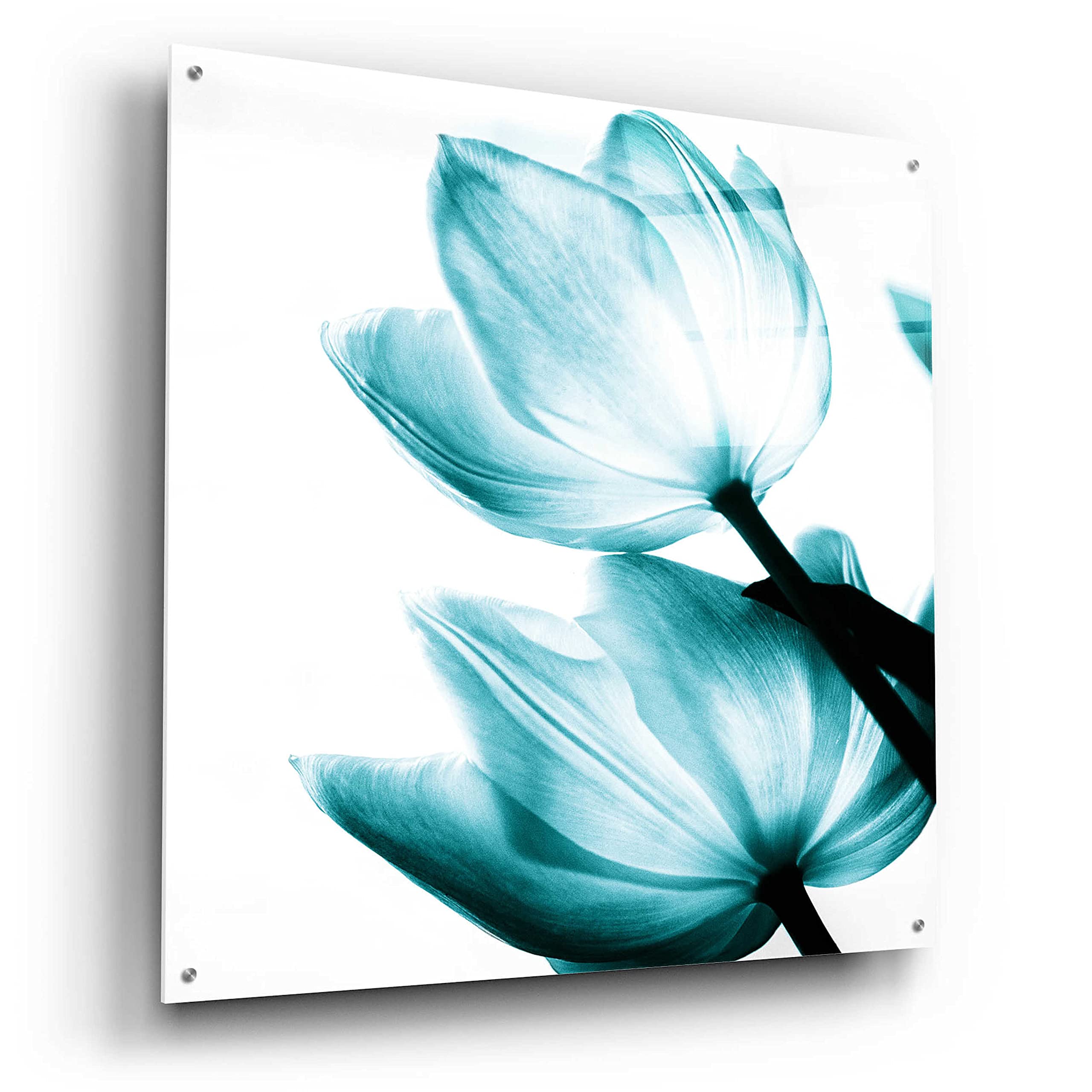 Debra Van Swearingen Translucent Tulips II Teal Acrylic Glass Wall Art - 36x36 Inches Modern Home Decor for Living Room, Bedroom & Office