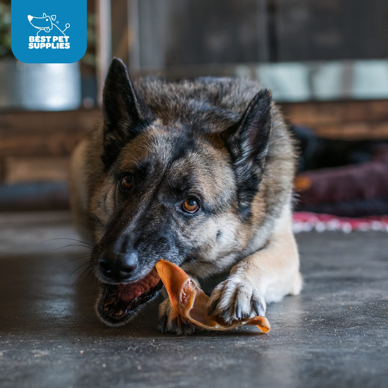 Premium Roasted Pig Ears for Dogs - 25 Pack All-Natural Dog Chews | Safe for Puppies & Aggressive Chewers | Promotes Dental Health by Cleaning Teeth & Gums | Perfect for Training Rewards, Anxiety Relief, and Long-Lasting Chewing Satisfaction