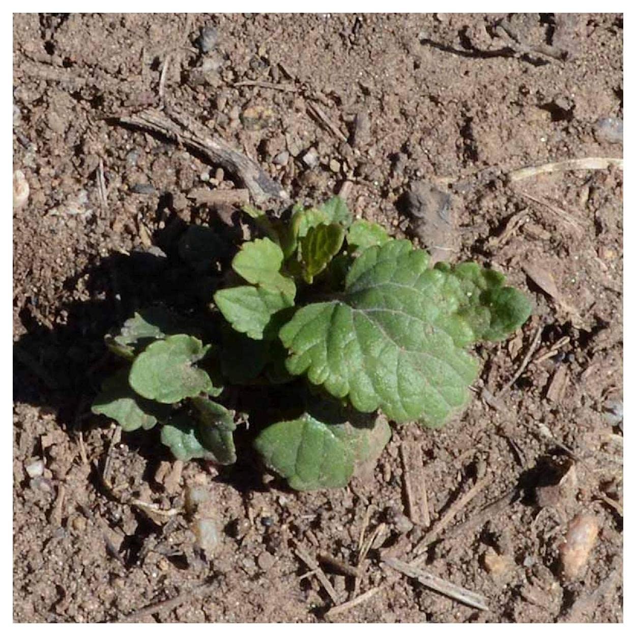 Everwilde Farms - 2000 Anise Hyssop Native Wildflower Seeds - Non-GMO, Heirloom Seeds for Pollinator Gardens, Herb Gardens & Landscaping - Gold Vault Jumbo Seed Packet (Ideal for Butterfly Gardens, Culinary Use & Aromatic Landscapes)