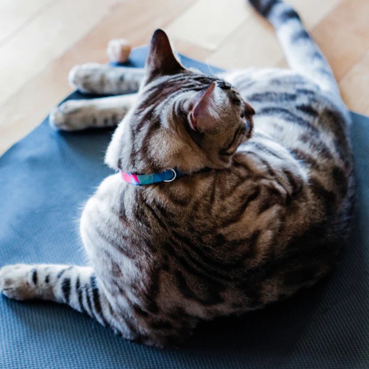 Woof Concept Neko Cat Collar - Adjustable Soft Kitten Collar with Bell, Reflective & Breakaway Safety - Perfect for Indoor/Outdoor Cats, Playtime & Night Walks
