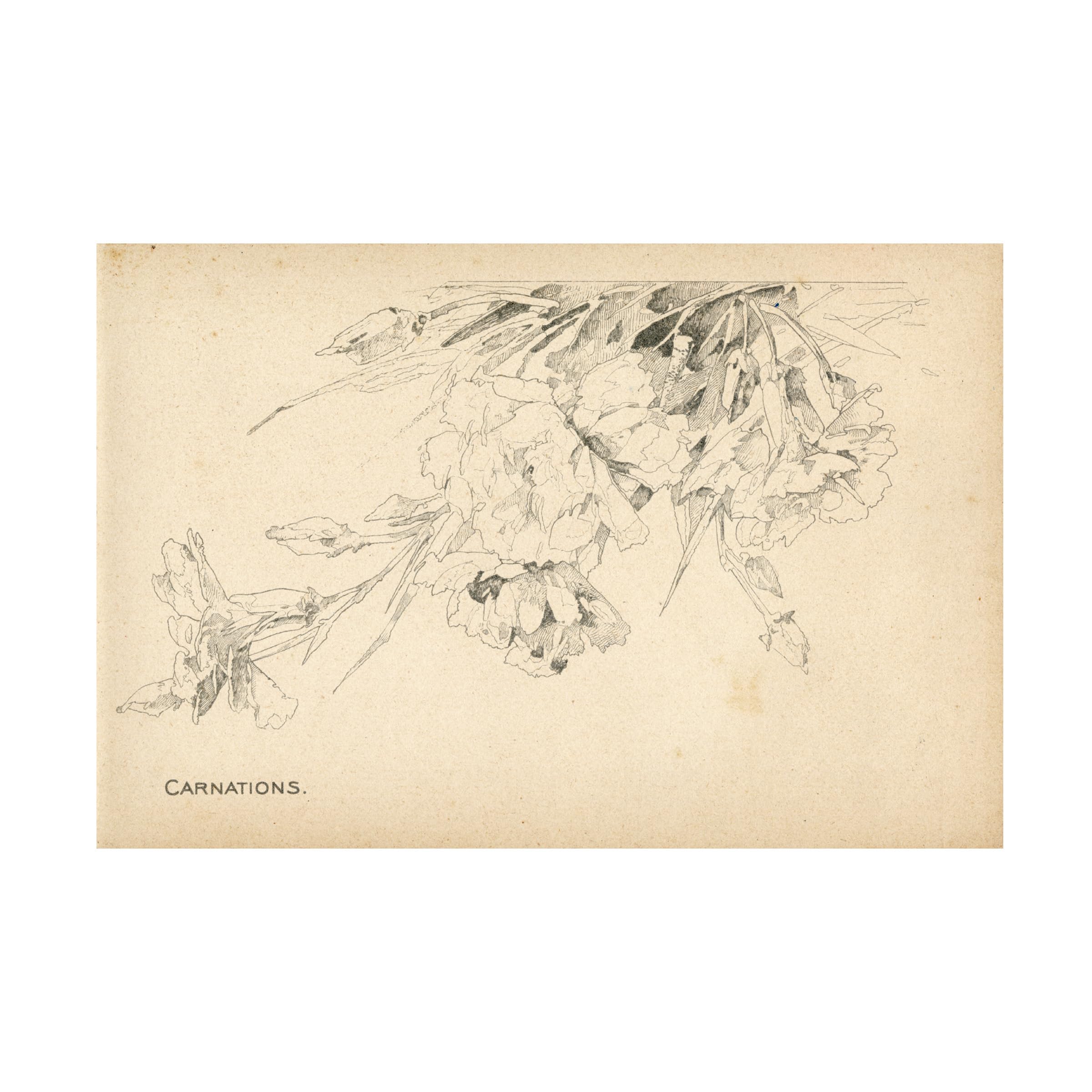 Trademark Fine Art 'Carnations' Canvas Wall Art Print by Art Licensing Studio - Perfect for Living Room, Bedroom & Office Decor