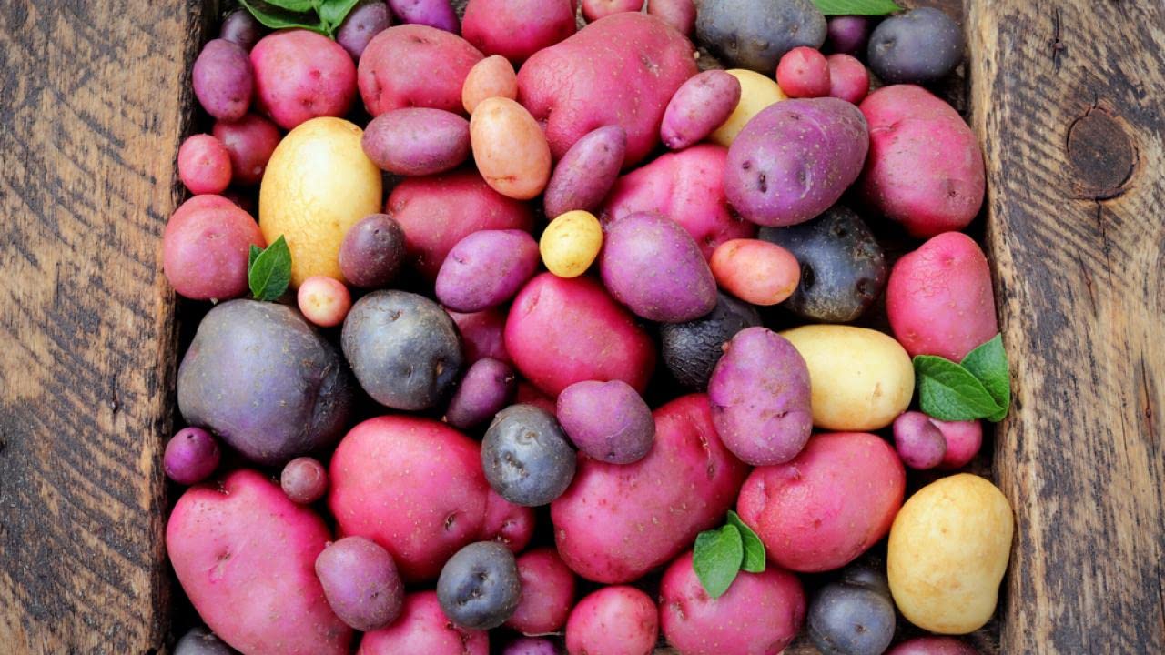 60 Mixed Color Potato Seeds - Purple, Red & Yellow Varieties for Home Gardening | Grow Your Own Organic Potatoes for Cooking, Salads & Healthy Meals