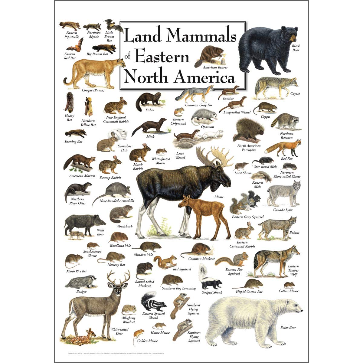 Earth Sky + Water - Land Mammals of Eastern North America - Educational Wildlife Poster for Classroom, Home Decor & Nature Study