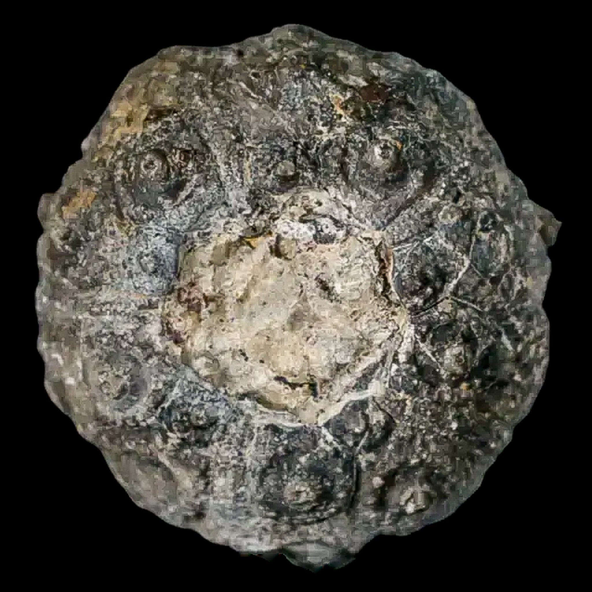 34MM Detailed Fossil Conopygus Sea Urchin Echinoid - Cretaceous Period Fossil from Morocco - Perfect for Collectors, Education & Home Decor
