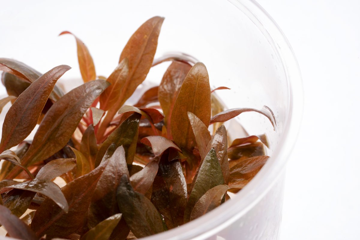 Alternanthera Reineckii Mini Live Aquarium Plant - Red Aquatic Plant for Fish Tanks, Nano Tanks & Aquascaping | Perfect for Foreground Planting in Freshwater Aquariums