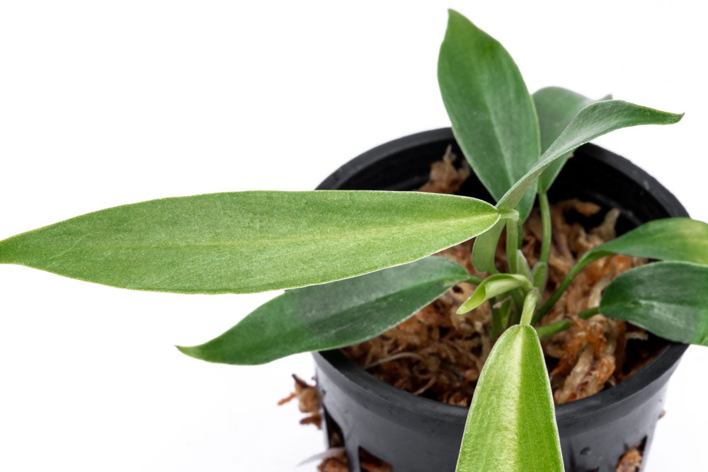 Philodendron Joepii Bare Root Plant - Rare Tropical Houseplant for Indoor Gardens & Home Decor