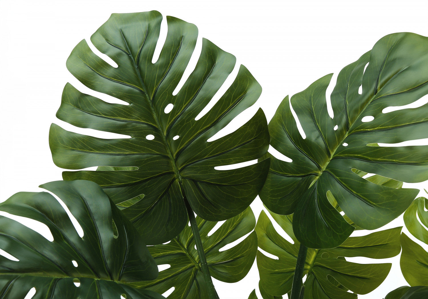 45 Monstera Deliciosa Swiss Cheese Plant with 6 Black Nursery Pots - Indoor Houseplant for Home Decor, Office, Living Room & Bedroom