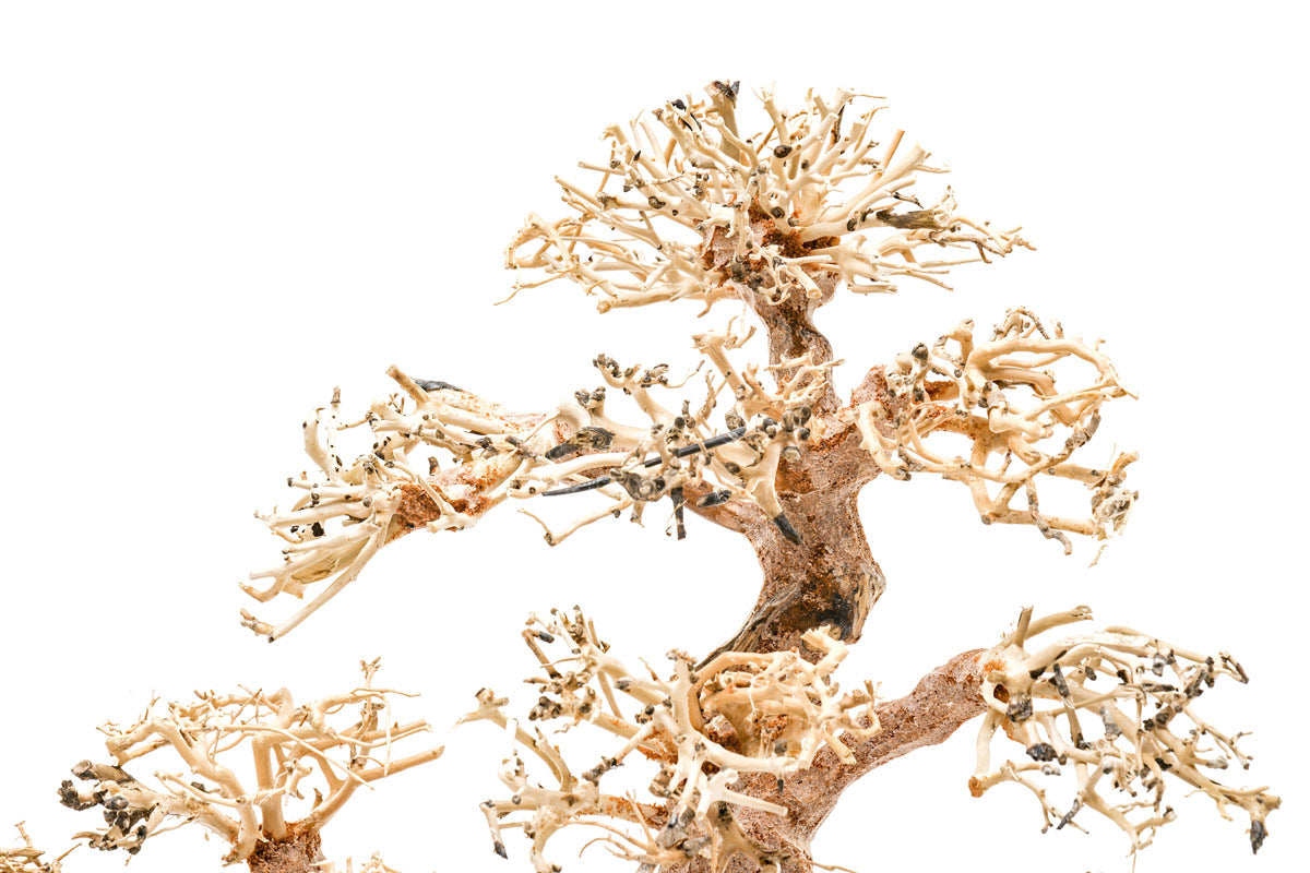 Premium Uns Bonsai 008 - Miniature Japanese Bonsai Tree for Home & Office Decor | Perfect Gift for Plant Lovers & Zen Garden Enthusiasts