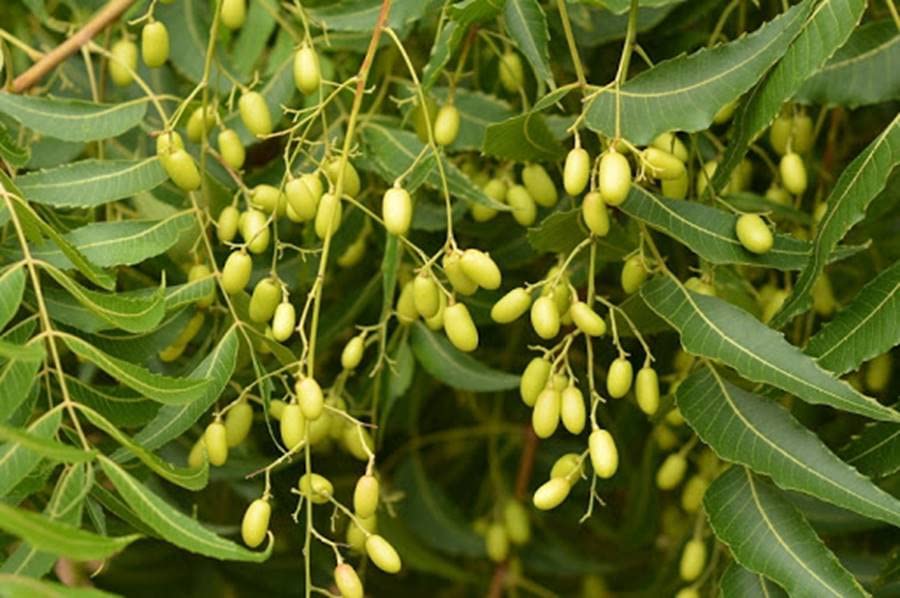 Organic Neem Tree Seeds for Planting (Azadirachta Indica) - Herbal, Culinary & Aromatic Uses | 20 Seeds for Home Garden, Spiritual Healing & Natural Remedies