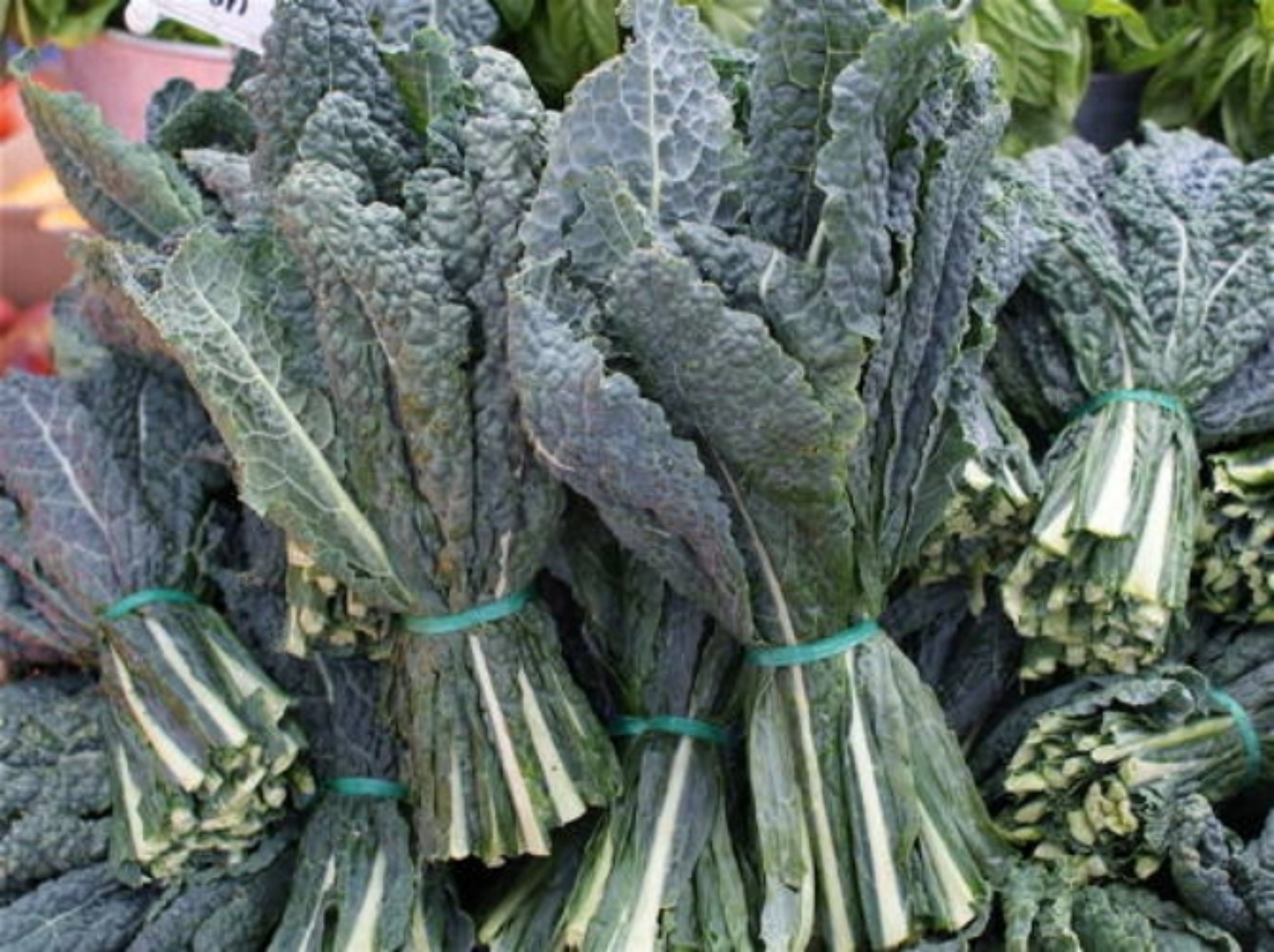 Premium Kale Seed Assortment - 500 Red Kale Seeds, 400 Black Kale Seeds & 500 Siberian Kale Seeds for Organic Gardening, Homegrown Vegetables & Healthy Salads